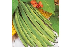 Gardeners Kitchen - Runner Bean Plants - 'Enorma' 6 X Medium Plug Vegetable Plants.