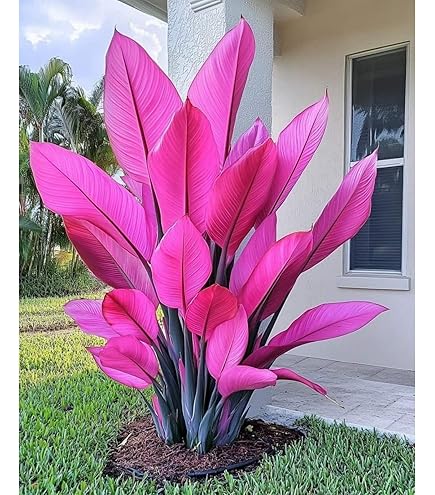 Seedeo Anzuchtset Flaschenbaumlilie - Elefantenfu (Nolina recurvata) :  Amazon.de: Garten