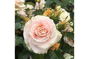 GORGEOUS GARDEN ROSES Just for You - 5.5lt Potted Floribunda Garden Rose. Beautifully Shaped Buds and Blooms, Early and Repeat Flowering. Buff Champagne/Pink Colours. - Half Price