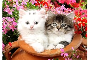 TAASMOOG Diamond Painting Kit Completo, Pittura Diamante 5D Fai da Te, Kit per l'arte del Diamante Rotondo Decorazione da Parete 30 * 40cm Gattino Carino