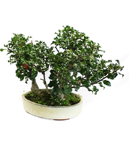 KENTIS Bonsai Wisteria Floribunda Alba – Echte Outdoor-Pflanze, 45–50 Cm, Im 25-cm-Keramiktopf, Made In Japan
