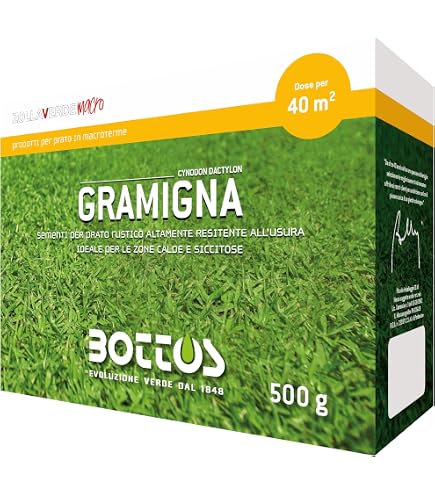 VANDAS Gramignone Stenotaphrum Secundatum – Tappeto Erboso A Foglia Larga, Resistente Al Calpestio E Al Caldo, Vaso 11,5 Cm – Perfetto Per Giardini Mediterranei, Made In Italy