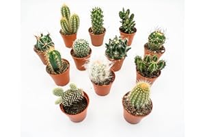 Kakteen Echte Pflanzen, Kaktus Pflanze, Set von Rabatini bestehend aus 12 Echten Voll Verwurzelten Kleinen Mini Pflanzen, Cactus Deko, Zimmerpflanzen Set, Höhe ca. 6–12 cm, im Ø 5cm Topf (12)