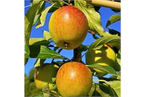 Cox's Orange Pippin Apple Tree 4-5ft Ready to Fruit, Classic English Apple 3fatpigs®