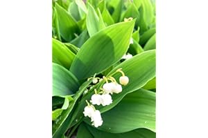 CAMBRIDGE FARMERS OUTLET 3 x Bare Root Lily of The Valley (Convallaria majalis) Free UK Postage