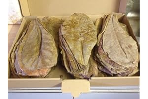 GARNELENSHOP24DE Seemandelbaumblätter XL (100Stück/ca.20cm) original A-Markenware von Catappa-Leaves +++BLITZVERSAND+++ Seemandellaub Catappa Leaves (Garnelen, Diskus, Bettas & Co)