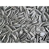 PETEST WORLD Premium Small Size Sunflower Seeds Bird Food for Parrot, Alexander Parrots, Lovebirds, Cockatiels, Sun Conure, African Grey Parrot, Amazon, Macaws, Cockatoos, Budgies, Java-900gm