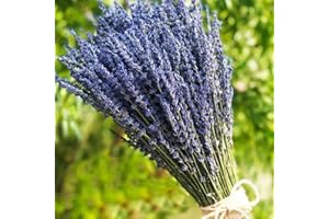 TooGet Fragantes Flores de Lavanda Secas de Lavanda Lía Ramos de Flores Naturales de Lavanda 100+ Tallos (40 - 45cm de Largo) para La Decoración del Hogar, Regalo, Boda o Cualquier Ocasión