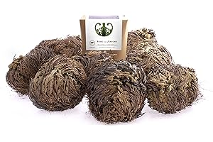 YAKEBA | 10 x Rose von Jericho | Mittel | Geschenkkarton | Perfekte Indoor Pflanze als Deko oder als Terrarium/Flaschengarten Glas Zubehör | Neben Moss oder Steinpflanzen