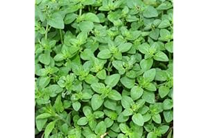 Perfect Plants - Oregano Plant in 13cm Pot Garden Ready Herb Plant - Good for Foliage and for Eating!