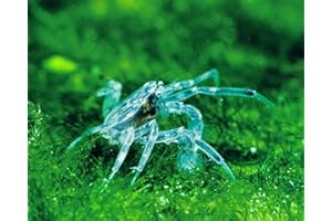 GARNELIO TIERE Garnelio - 5X Microkrabbe - Limnopilos naiyanetri