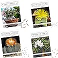 Semi di cactus esotici con alto tasso di germinazione - Set di semi succulenti per il tuo bel cactus fiorito (set di 4 semi m