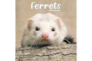 Ferrets Calendar 2024 | Square Animal Wall Calendar - 16 Month