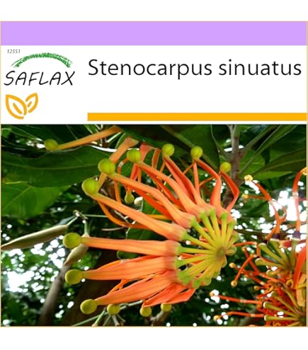 1000 Semi Fiori Nani Da Giardino - Mix 20 Specie Fino A 40cm