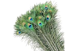 MWOOT 50 Pièces Plumes de Paon, Plumes d'oeil de Paon Vert pour Artisanat de Bricolage, Plumes de Queue de Paon pour Carnival Revelry Masquerade Costume Wedding Holiday Party Decoration (28-32CM)