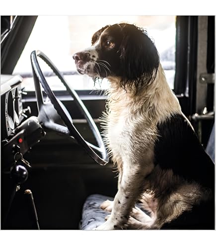 Lustige Hundegrußkarte Für Geburtstage – Mit Spaniel & Terrier Von BBC Countryfile – Blanko Zum Selbstgestalten