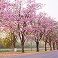 M-Tech Gardens 20 Seeds Pink Trumpet Tree (Tabebuia avellaneda) Seeds,Exotic Flower SeedsTRUMPETSEEDS