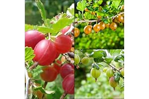 PFLANZHITS IHR PFLANZENPARTNER 3st Stachelbeeren Hochstamm 70-100cm im Topf Rote/grüne/gelbe Frucht veredelt Ribes Obst