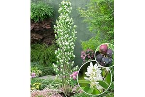 Baldur 12 V Garden Rock Amelanchier Obelisk® 'Purple Blossom Chocolate Tree