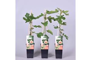 Plantenwelt vinterhård ätbar fikon, Ficus Carica Brown Turkey 40-60 cm hög i växtbehållare