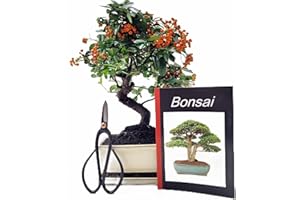GENKI-BONSAI Bonsai Geschenkset Anfänger-Set Feuerdorn pyracantha mit Schere und Buch ca. 12 Jahre, ca. 35 cm hoch