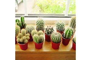 EASY PLANTS Mini Cactus Rare Gift House Office Indoor Plant Pot Mix Cacti Succulent