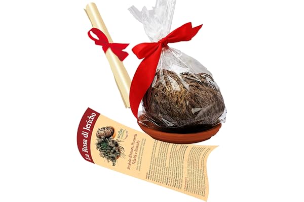 Rose de Jericho emballée avec instructions d'entretien et explications historiques (français non garanti)