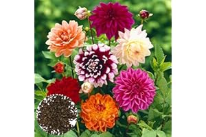 MITAIYAU 200 Pièces/Sac Graines De Bonsaï Décoratif Attirer Les Oiseaux à Croissance Rapide Couleur Mixte Dahlia Graines De Fleurs Pour La Décoration Des Graines De Jardin Des Plantes Graines de Dahlia