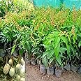 AGRO ALIVE Thailand All-Time Baramasi Grafted Mango Plant – Year-Round Fruit Bearing