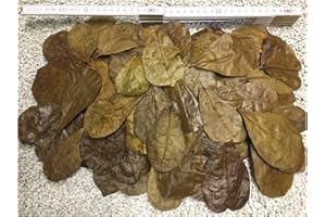 ‎CATAPPA-LEAVES 100 Stück Seemandelbaumblätter 6-9cm + viele Gratis (~50gr) Nano Größe jetzt NEU für die Kleinen - BLITZVERSAND im Karton, sorgfältig selektiert