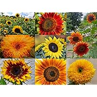 Sonnenblumen Samen im Set: 8 Sorten Sonnen Blumen Saatgut viele Farben: rot gelb orange bronze, lat. Helianthus annuus…