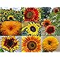 Sonnenblumen Samen im Set: 8 Sorten Sonnen Blumen Saatgut viele Farben: rot gelb orange bronze, lat. Helianthus annuus…