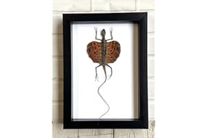 BUTTERFLY MAN Red Bearded Flying Dragon Lizard (Draco haematopogon) Deep Shadow Box Display | Genuine Specimen | Frame Size 23 x 17cm