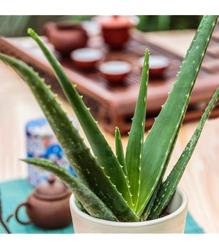 Aloe ArboresCENS als Rezept des Vaters Romano Zago Produkt aus Blttern :  Amazon.de: Garten