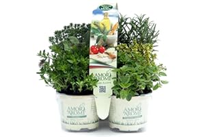 AMORI E AROMI Erbe aromatiche in vaso (6)