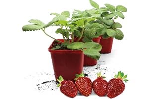FLORTUS FREUDE AN VIELFALT FLORTUS | Erdbeerpflanzen Hummi® Meraldo | 3 XXL Pflanzen | Erdbeeren im Topf | Erdbeerpflanzen mehrjährig winterhart | große tiefrote Früchte