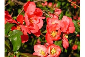 SVI Cognassier du Japon, cognassier du japon, graines d'arbres (Hardy, Fragrant) 20