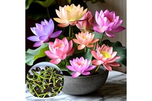 CHALLEY-YOKI Lotusblume Samen Lotus Teichpflanzen Winterhart - 30 Stück Lotusblumensamen für Wasser, Bonsai Lotu Samen für Hausgartens Balkon Garten Dekoration Wasserpflanzen