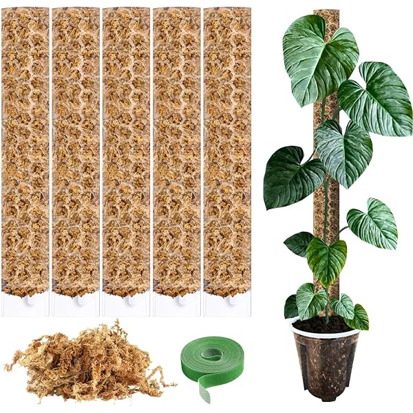 Rankhilfe fr Kletterpflanzen erweiterbar - Kletterhilfe - Monstera -  Efeutute - Philodendron (Natur, 4, Millimeter, 270, Zentimeter, 270,  Zentimeter, 270.00, Zentimeter, 12, Zentimeter) : Amazon.de: Kche,  Haushalt & Wohnen