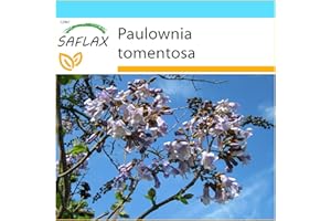 SAFLAX - Kit cadeau - Arbre impérial - 200 graines - Paulownia tomentosa