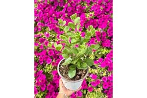 MONDOPIANTE Pianta Cappero Vaso 18cm