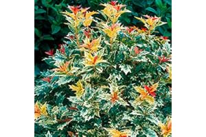 GardenersDream Osmanthus Heterophyllus Goshiki False Holly Plant - Outdoor Garden Ready Evergreen Shrub in Pot - Potted Outdoor Plant for Gardens, Beds, and Borders (9cm Pot, 15-25cm)