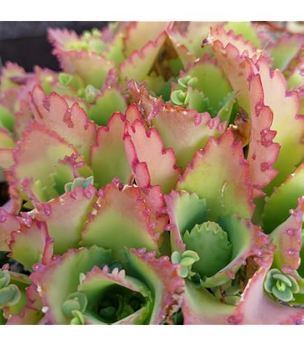 Fangblatt - Kalanchoe beharensis - atemberaubendes Elefantenohr 40 cm hoch  - pflegeleichte Zimmerpflanze - wundervolle Sukkulente : Amazon.de: Garten