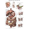 Palace Learning Laminated Digestive System Anatomical Chart - Gastrointestinal Anatomy Poster 18" x 24"