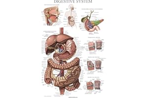 Palace Learning Laminated Digestive System Anatomical Chart - Gastrointestinal Anatomy Poster 18" x 24"
