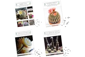 HAPPYSEED Graines de cactus exotiques à haut taux de germination - Set de graines succulentes pour votre propre cactus à fleurs (set de 4 graines)