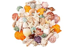 SKOOLOVE Natural Sea Shell, Mixed Ocean Shells Set,15 Kinds 2-6.5CM Various Sizes Seashell, Conch Shells & Starfish for Crafts,Beach Themed Party, Fish Tank, Vase Fillers, Home Decorations
