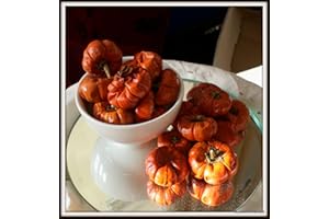 NATURAL CRAFTS 12 Mini Pumpkins