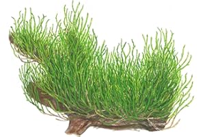 Tropica Mousse Flamme 1-2-grow - Taxiphyllum 'Flame' - in Vitro - Live Plante pour aquarium