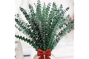 Neuytiky 20 Piezas Eucalipto Secado Naturales Flores Secas de 43cm,Hojas De Eucalipto Flores Secas Naturales Tallos De Eucalipto Real,para Decoración de Casas,Fiestas